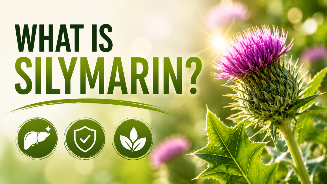GreenKare LiverCare Pro — What Is Silymarin?
