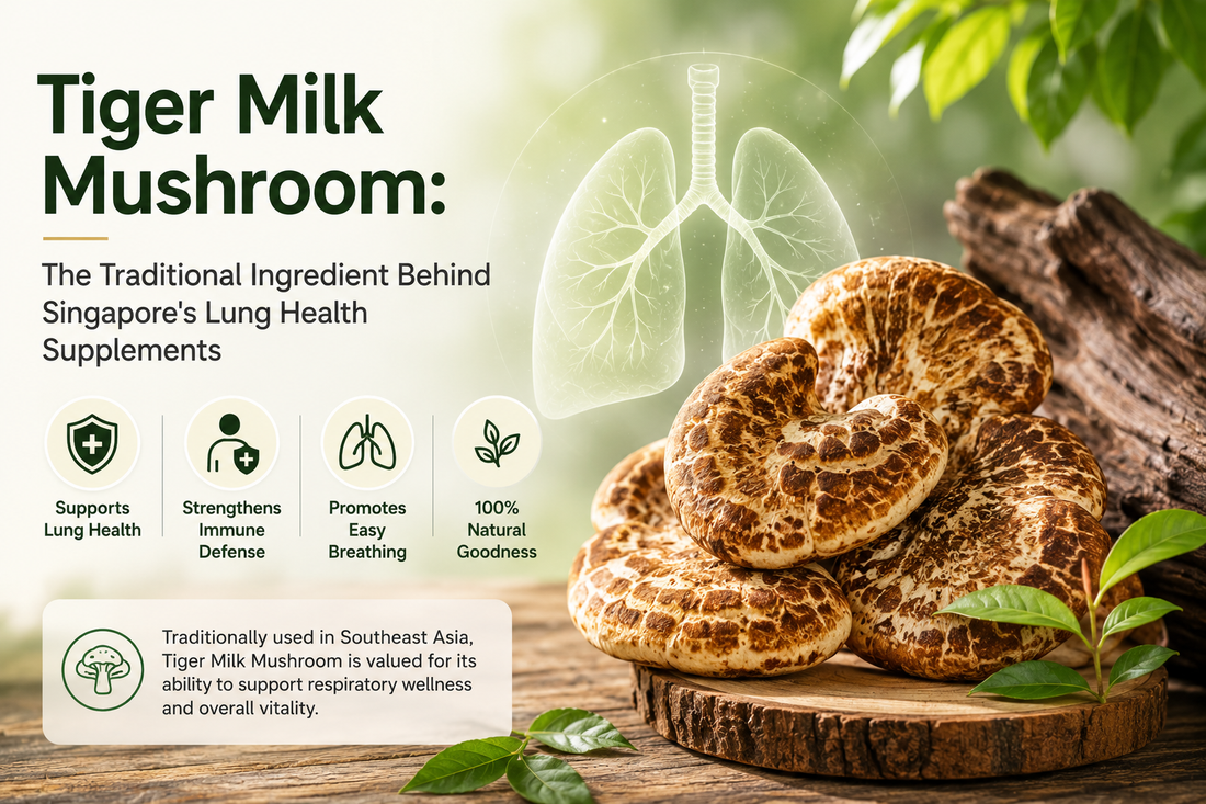 Tiger Milk Mushroom: The Traditional Ingredient Behind Singapore's Lung Health Supplements