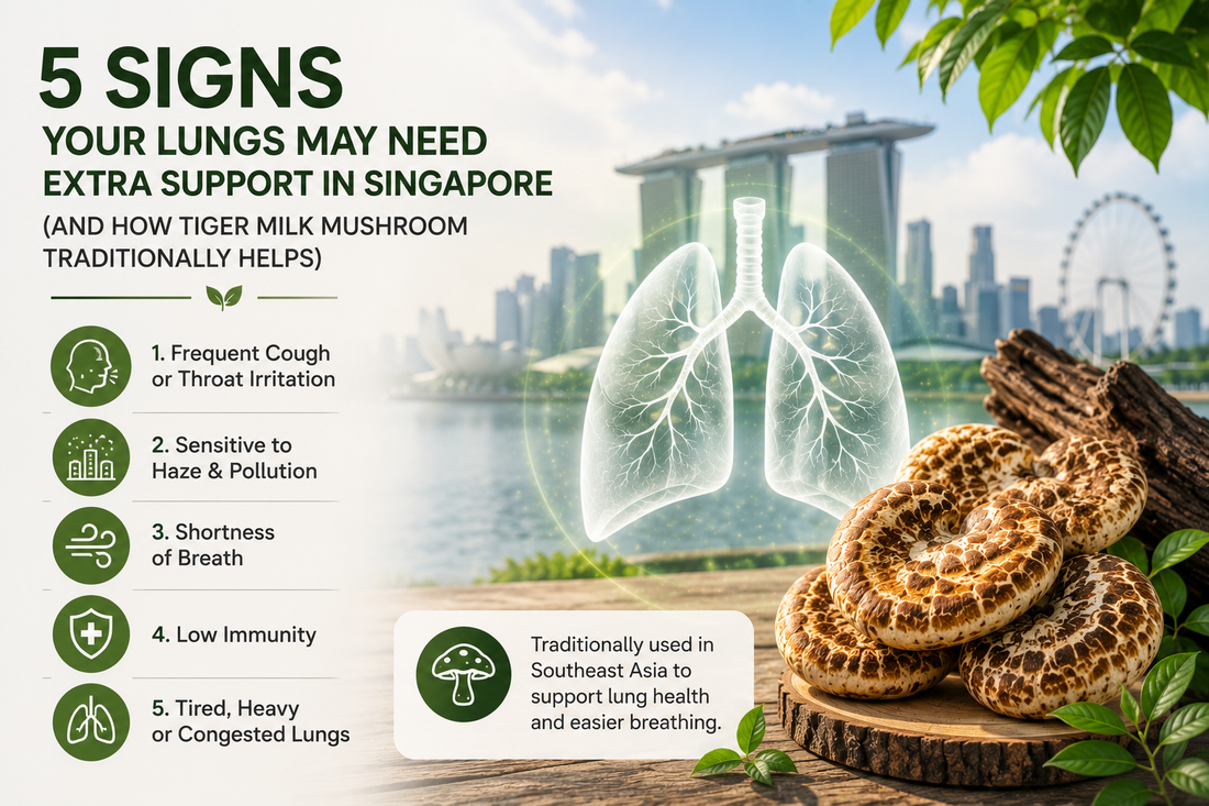 5 Signs Your Lungs May Need Extra Support in Singapore (And How Tiger Milk Mushroom Traditionally Helps)
