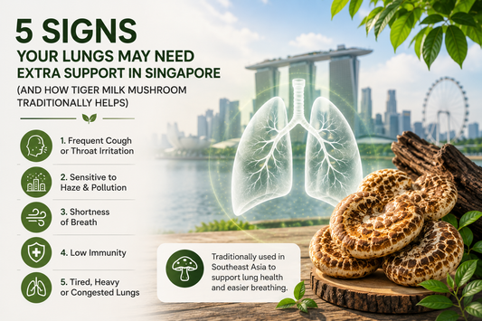 5 Signs Your Lungs May Need Extra Support in Singapore (And How Tiger Milk Mushroom Traditionally Helps)
